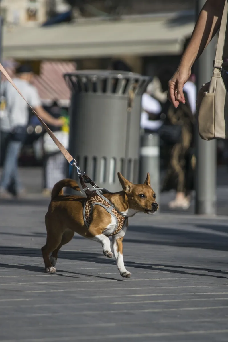 Small brown dog on a leash walking along a sunny sidewalk